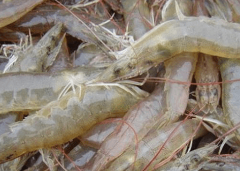 南美白对虾养殖，从哪判断虾池底质不好？
