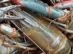 详解澳洲淡水龙虾养殖技术及管理方法