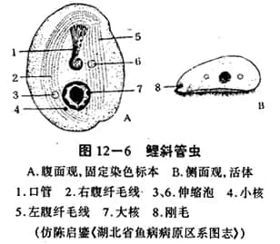 05c5b17af6641ff30dba07f66d8edcd4_u=3896776652,4225426588&fm=26&fmt=auto&gp=0.jpg