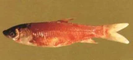 1619492561334960.jpg d19f14775f9eba0f745a336381ea89b0_u=2166320164,669966564&fm=26&fmt=auto&gp=0.jpg