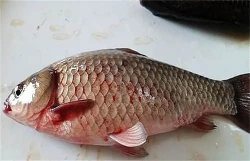 1619663854609669.jpg 1d0c05845ae8805a65b545a552d20ed7_u=2423472829,714084173&fm=26&fmt=auto&gp=0.jpg