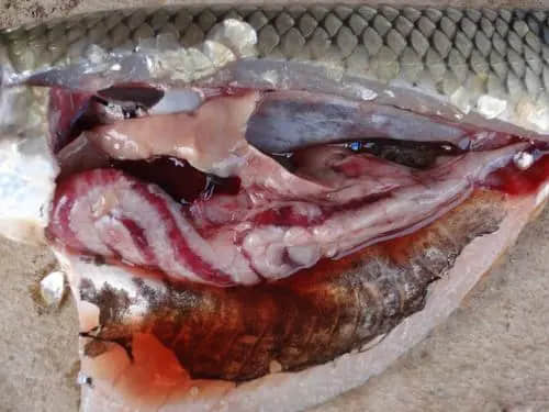 1619663862252597.jpg 5c929217dc3d3b6a8a356aac453b58a6_u=3901383186,276695728&fm=26&fmt=auto&gp=0.jpg