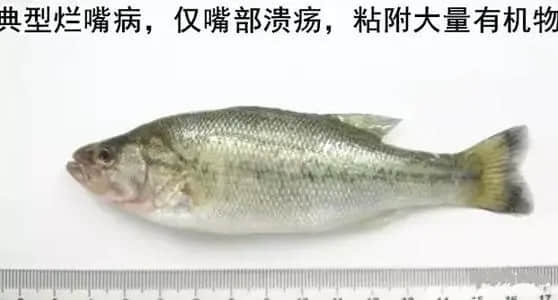 u=1999019691,2776899241&fm=15&fmt=auto&gp=0.webp.jpg