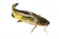 黄颡鱼养殖中后期应该如何做好池塘管理