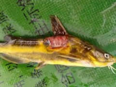黄颡鱼烂身病是如何造成的？