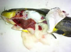 金肝利胆可以有效解决黄颡鱼肝胆疾病