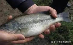 加州鲈越冬期间科学管理要点