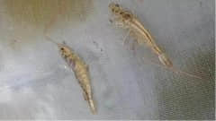 入秋后对虾应激反应严重？做好这几点，提高对虾抗应激能力