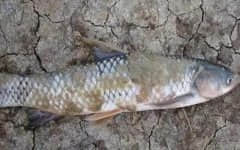 拉网卖鱼出现水霉病怎么办？做好这4点可有效防治