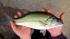 加州鲈能否安全过冬，直接关系水产养殖户的经济效益