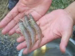 南美白对虾出现白浊不透明的原因有哪些？该怎么防控？