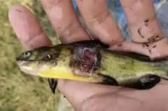 黄颡鱼烂身严重，养殖户损失惨重，预防烂身病有妙招