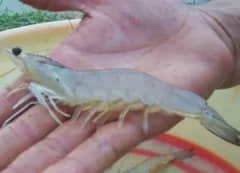 造成对虾软壳的原因有哪些呢？应该如何应对？