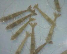 冬季工厂化养殖南美白对虾如何管理提高对虾抗病力
