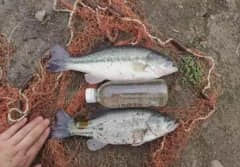 加州鲈冬季养殖管理有哪些知识？冬季加州鲈怎么养？