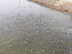 寒潮天气对池塘水质和鱼类造成的影响 
