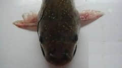 黄颡鱼小瓜虫的危害有哪些?如何有效预防?